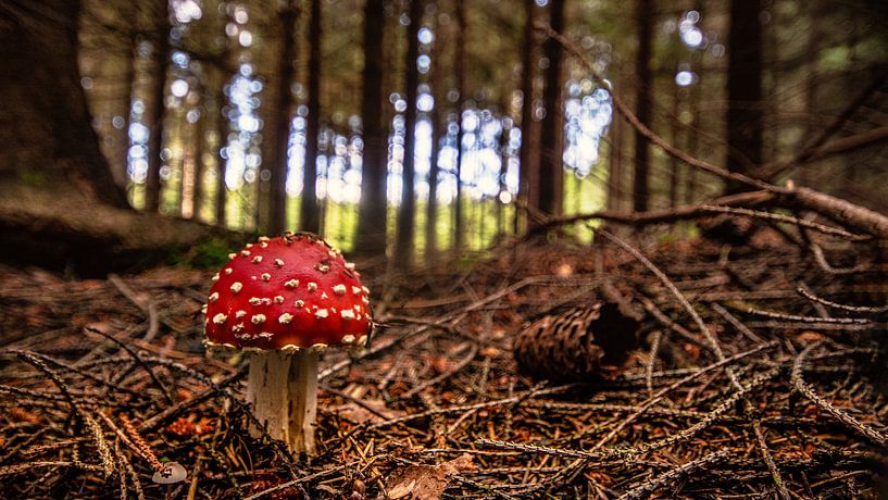 Unterwegs im Wald von Johnny Flash