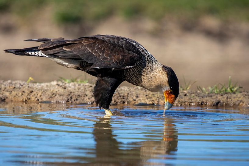 Schopfkarakara im spiegelnden Wasser von Chantalla Photography