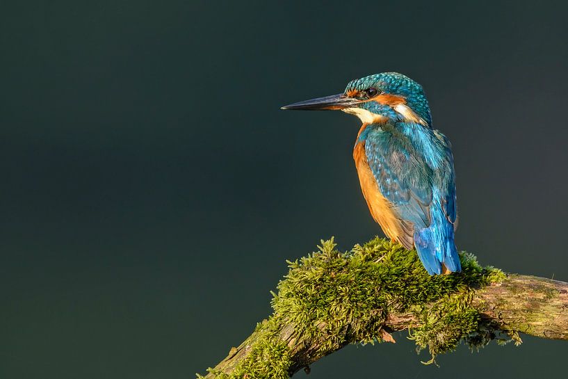 Martin-pêcheur (Alcedo atthis) par Richard Guijt Photography