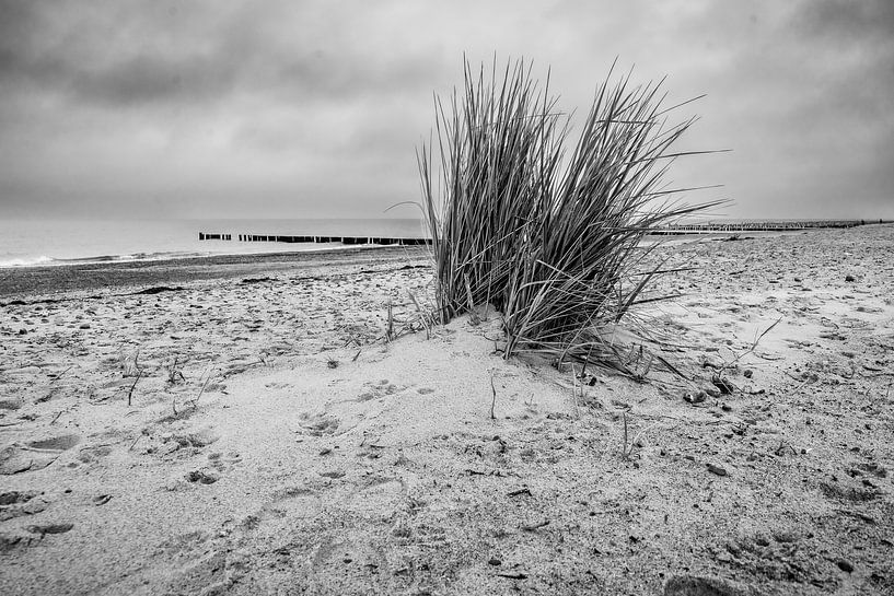 Dünengras am Strand von Bild.Konserve