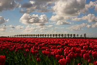Tulpenveld met bomenrij