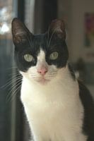 Porträt Spanische Gassenkatze Teil 2