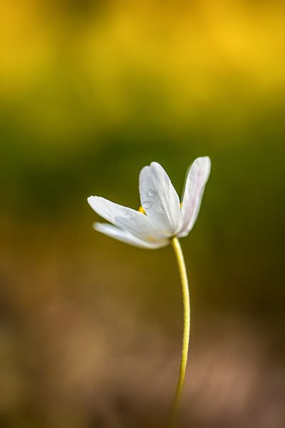 Bosanemoon von Tonia Beumer