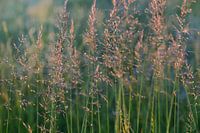 Herbes sauvages avec graines