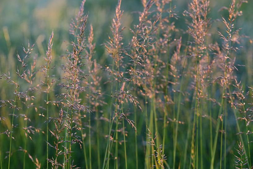 Wild grasses with seeds by Ulrike Leone