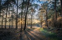 Breda Mastbos sunset