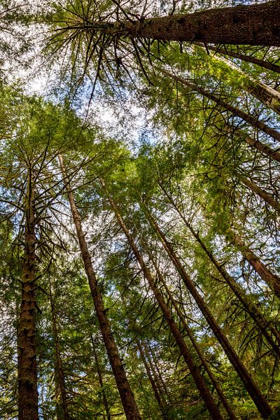 Avatar Grove par Dirk Rüter