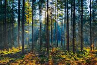 Ein kalter Herbstmorgen im Gieten-Borger-Forstgebiet