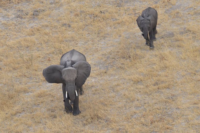 Éléphants par Petervanderlecq