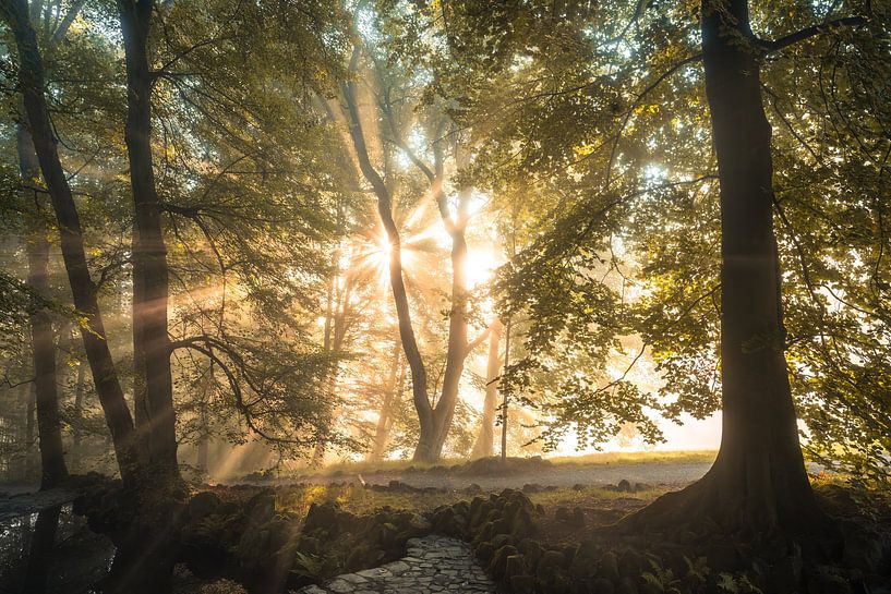 Herfstochtend in Kassel van Catrin Grabowski