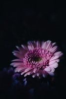 Gerbera in a different light