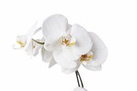 Witte Orchidee