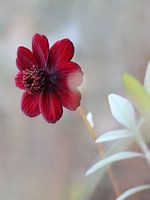 Coreopsis, yeux de fille