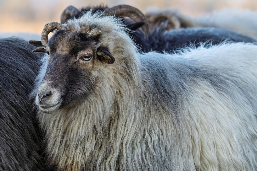 Drents Heideschaap von Marieke Deinum