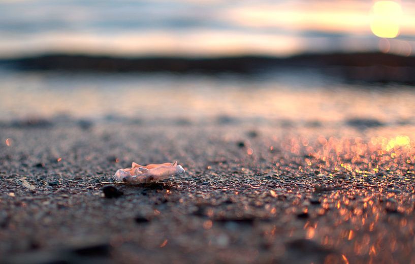 Crab by Erik Reijnders