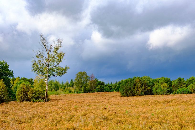 Sturmwolken über einer Heide und einem Wald auf dem Lemelerberg von Sjoerd van der Wal Fotografie
