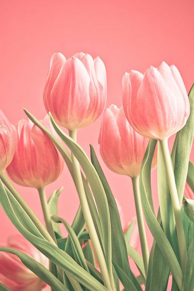 Pink bunch of tulips on pink background by Jolanda Aalbers