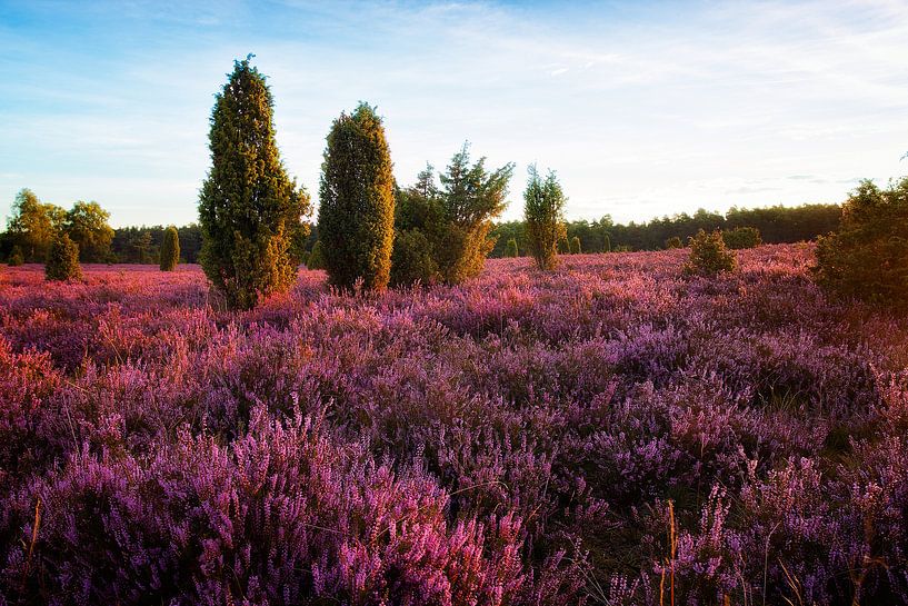 Spätsommer in der Heide | Nazomer op de heide von Dieter Ludorf