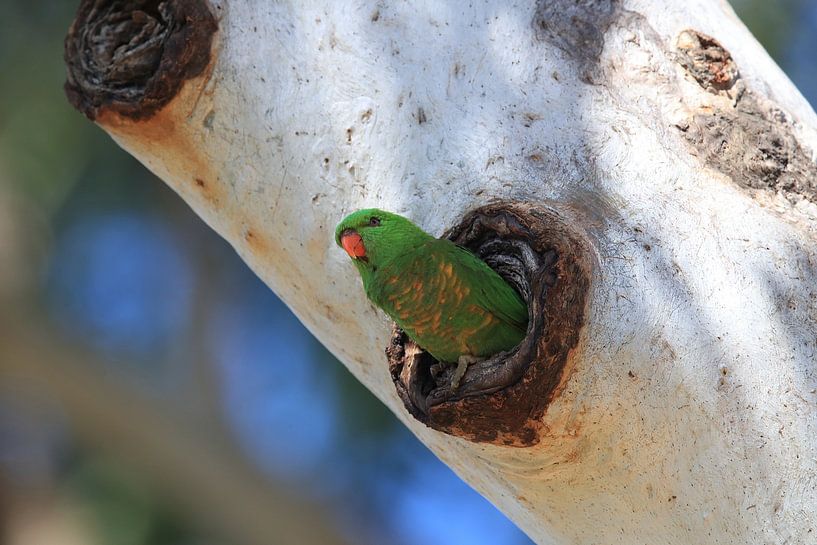 Lorikeet (Trichoglossus chlorolepidotus), queensl par Frank Fichtmüller