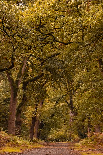 Forêt d'automne par Moetwil en van Dijk - Fotografie