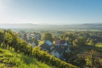 Weinberg mit Blick zum Alpstein
