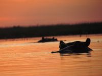 Hippos at sunset