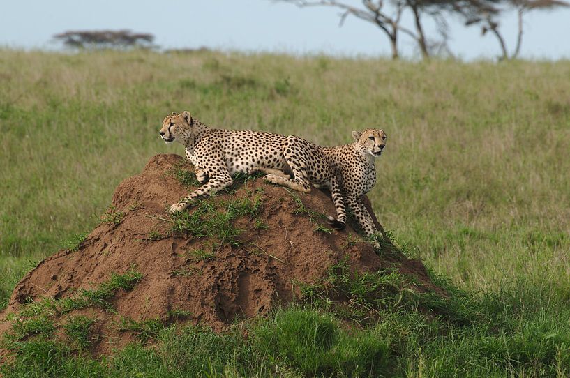 Cheetah's in Serengeti national park Tanzania van Paul van Slobbe