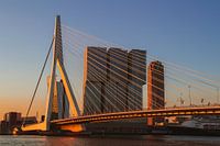 The Rotterdam