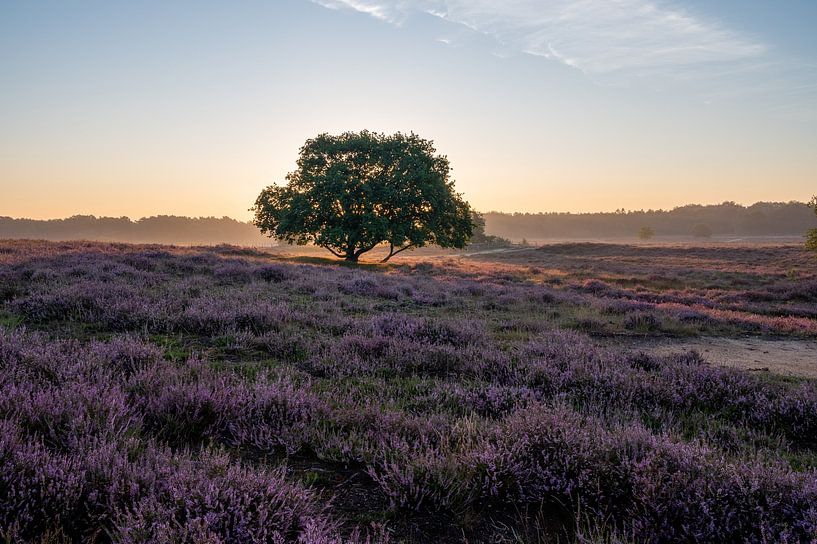 Flowering heather during sunrise by Tim Vlielander