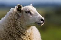 Portret van een Schaap