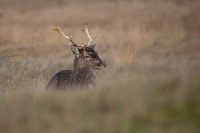 Fallow deer in the grass by Steffie van der Putten