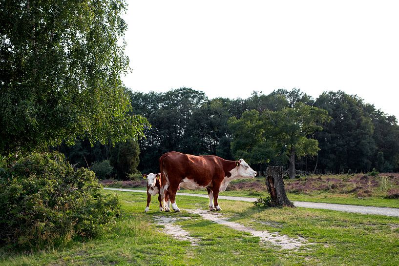 Hereford cows - mother and calf by Jaleesa Koelen