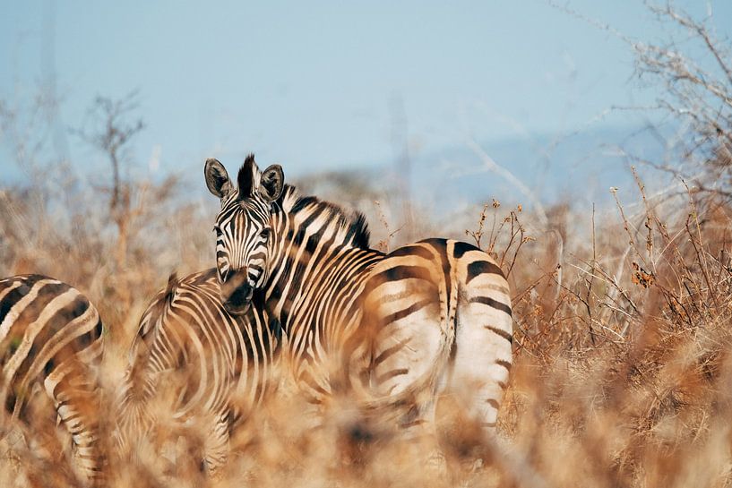 Zebras im Kruger Park, Südafrika von Suzanne Spijkers