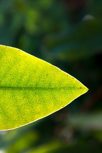 macrophoto green rhododendron leaf | fine art nature photo | botanical art by Karijn | Fine art Natuur en Reis Fotografie