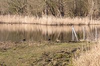 Wasser in Spijkenisse