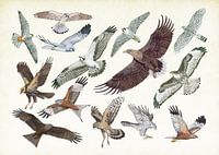 Les oiseaux de proie en vol