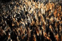 Lampepoetsersgrasfeest bij nacht