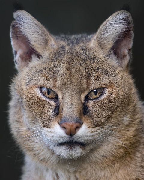 Sumpfkatze Nahaufnahme von Patrick van Bakkum