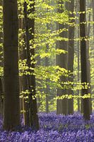 Green beech leaves and purple bluebells
