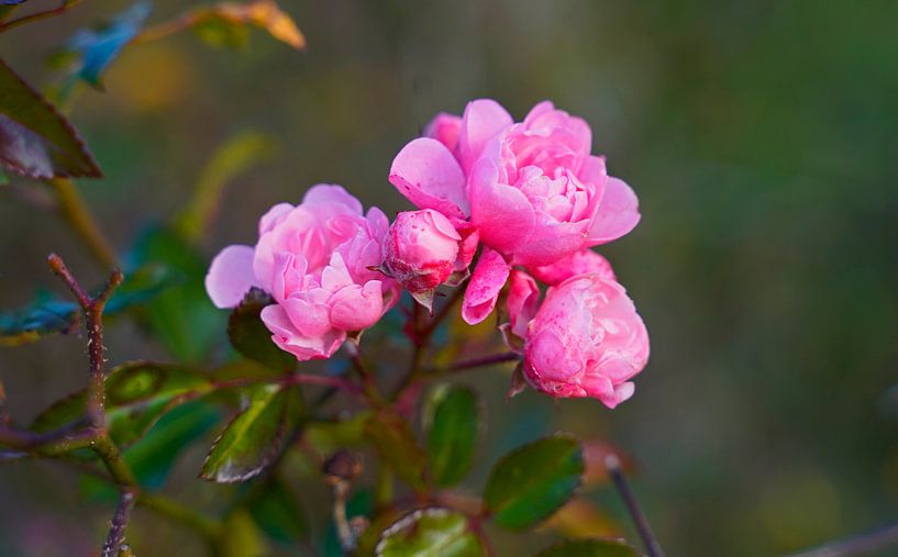 Rose sauvage en automne coloré en Allemagne par Babetts Bildergalerie