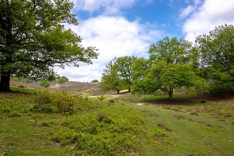 A photo of nature park Veluwe Zoom by Thomas Winters