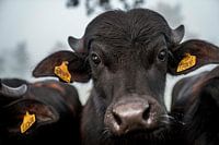 Intense Gaze of a Bull - Close-up Portrait - Buffalo