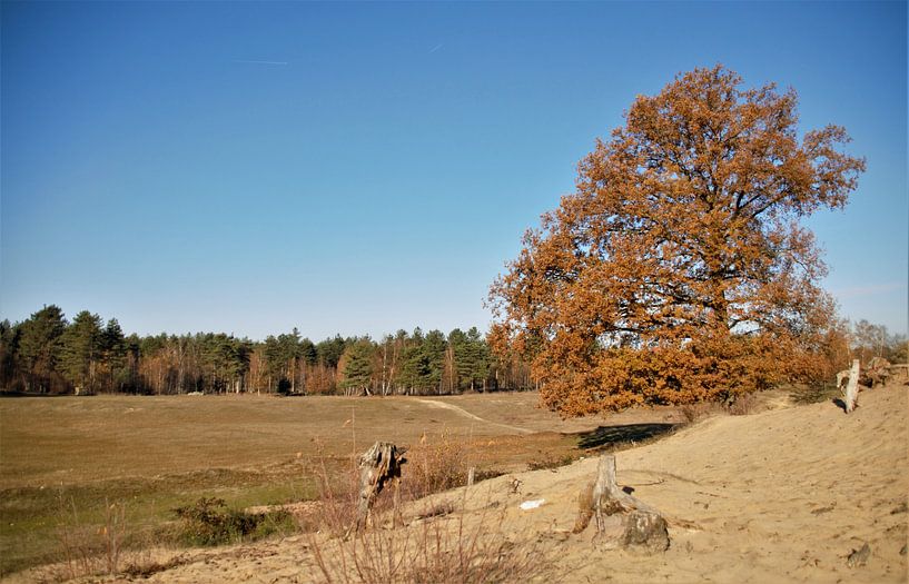 Herfst in volle de zon! par DoDiLa Foto's