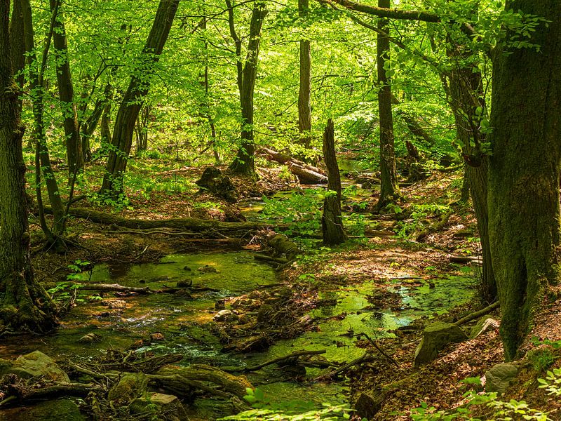 Malerische Szene im Wald am Urselbach von Flatfield