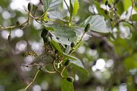 Bokeh fotografie in het Vondelpark
