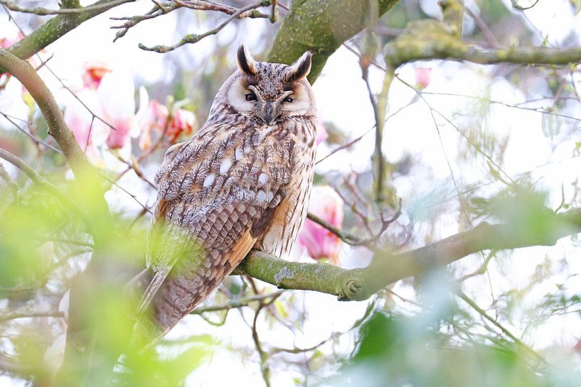Long-eared Owl between Magnolia by Marjo Snellenburg