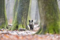 In the old beech forest...