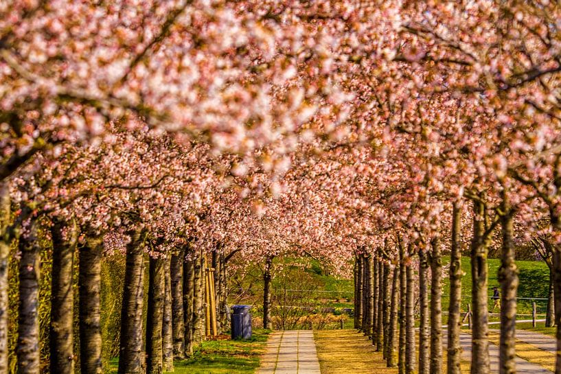 A pink eye catcher by Holger Felix