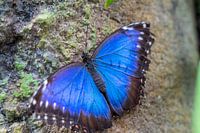Blauwe Morpho Vlinder