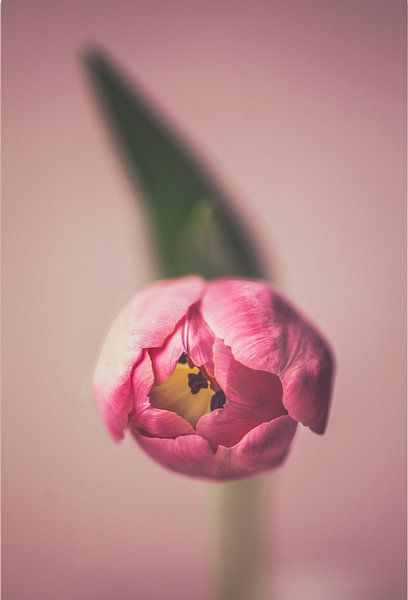 Tulp close-up by Ronald van der Zon